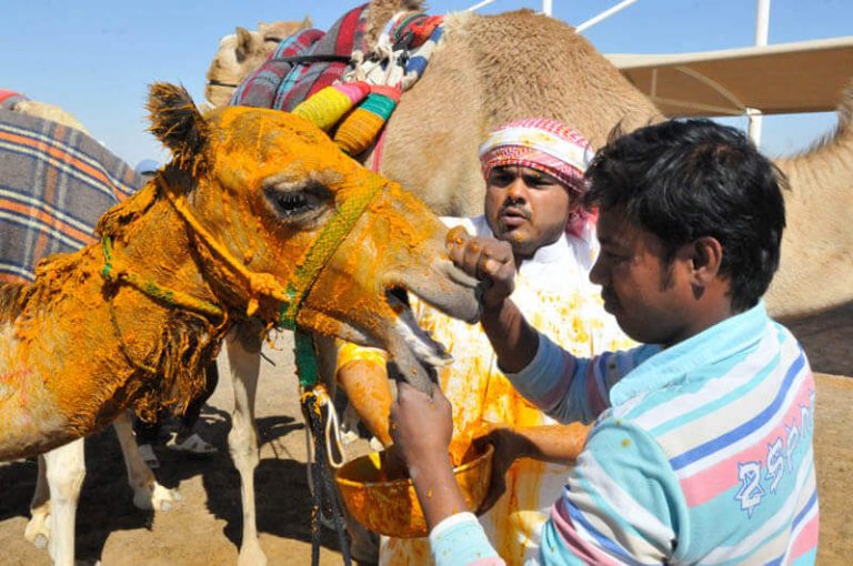 Camel Racing Dubai