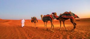 Camel Riding Dubai